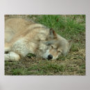Pesquisar por lobos pósteres Cão