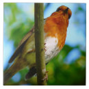 Pesquisar por robin azulejos Animais