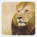 Pesquisar por masai adesivos Kenya