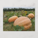 Pesquisar por pumpkin cartoes postais Laranja
