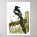 Pesquisar por magpie Animal