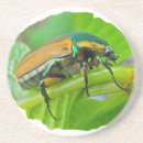 Pesquisar por escaravelho porta copos Inseto