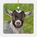 Pesquisar por christmas goat ornamentos Animal