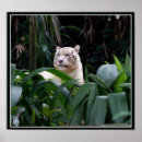 Pesquisar por white tiger pôsteres pósteres Wild