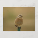 Pesquisar por bluebird cartoes postais Natureza