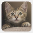 Pesquisar por gato malhado adesivos Bonito