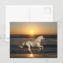 Pesquisar por cavalo andaluz cartoes postais Bob langrish