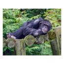 Pesquisar por chimpanzee pôsteres pósteres Primate