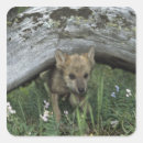 Pesquisar por filhote lobo adesivos Natureza