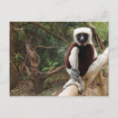 Pesquisar por lemur de madagascar cartoes convites Fofofo