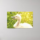 Pesquisar por animal do bebê impressão de canvas Qualquer pessoa