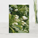 Pesquisar por floral photography Botanical