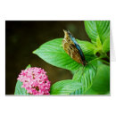 Pesquisar por morpho cartoes Bufo