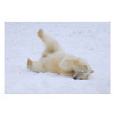 Pesquisar por filhote de urso polar pôsteres pósteres Ameaçado