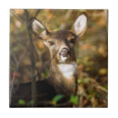 Pesquisar por backwoods Natureza
