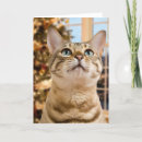Pesquisar por cat christmas card cartoes postais Cute