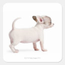 Pesquisar por filhotes cachorro papel adesivos Animais