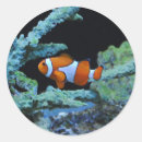 Pesquisar por nemo adesivos Palhaço