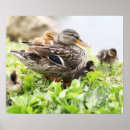 Pesquisar por patos selvagens pôsteres pósteres Patinho