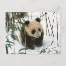 Pesquisar por china cartoes postais Vida selvagem