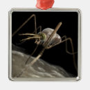 Pesquisar por mosquito ornamentos Doença