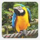 Pesquisar por macaw adesivos Papagaio