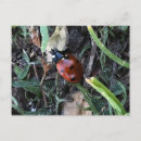 Pesquisar por lady bug cartoes postais Bugs da senhora