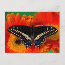 Pesquisar por andorinha cartoes postais Flor