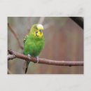 Pesquisar por papagaio bonito cartoes postais Verde