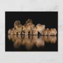 Pesquisar por africa cartoes postais Animal