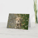 Pesquisar por golden retriever puppy cartoes Pets