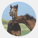 Pesquisar por potro adesivos Bob langrish