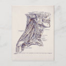 Pesquisar por anatomia humana cartoes postais Músculos