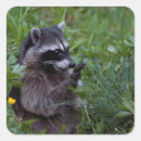 Pesquisar por raccoon adesivos Casulo