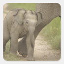 Pesquisar por elefante indiano adesivos Vida selvagem