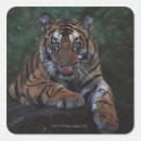 Pesquisar por tigre colorido adesivos Vida selvagem