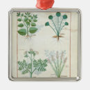 Pesquisar por erval ornamentos Medicinal