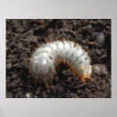 Pesquisar por larva pôsteres pósteres Besouro