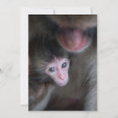 Pesquisar por macaco selvagem cartoes Fofo