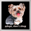 Pesquisar por yorkshire terrier dog pôsteres pósteres Qualquer pessoa
