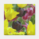 Pesquisar por tulipas pretas imas Flores