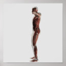 Pesquisar por sistema muscular pôsteres pósteres Bicep