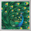 Pesquisar por pavão pósteres Natureza