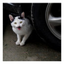 Pesquisar por bigodes pôsteres pósteres Qualquer pessoa