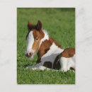 Pesquisar por potro cartoes postais Equestre