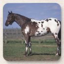 Pesquisar por cavalo appaloosa porta copos Prumo langrish