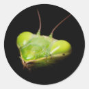 Pesquisar por louva deus adesivos Mantis