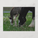Pesquisar por cavalo clydesdale cartoes postais Cavalo de corrida