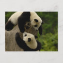 Pesquisar por shaanxi Ailuropoda melanoleuca