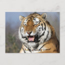 Pesquisar por sorrir cartoes postais Humor